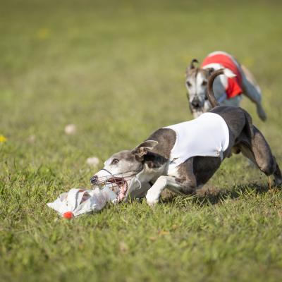 Coursing