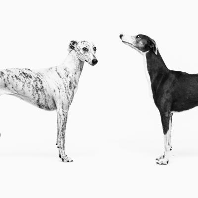 Double Whippet 2 2
