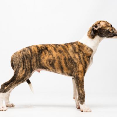 Duofantastico Whippet 2026 12