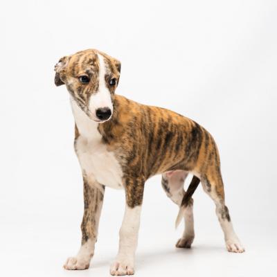 Duofantastico Whippet 2026 13